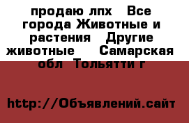 продаю лпх - Все города Животные и растения » Другие животные   . Самарская обл.,Тольятти г.